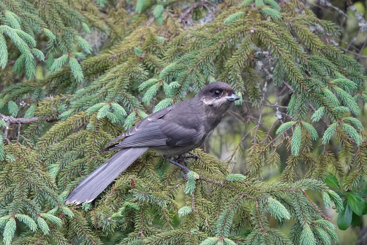 Mésangeai du Canada - ML463109611