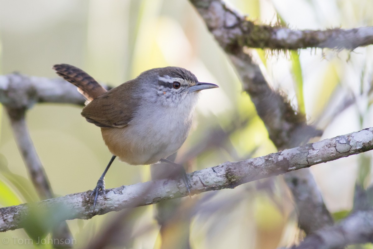 Isthmian Wren - Tom Johnson
