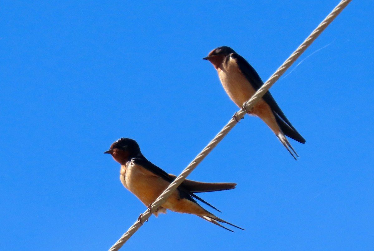 Barn Swallow - ML463110041