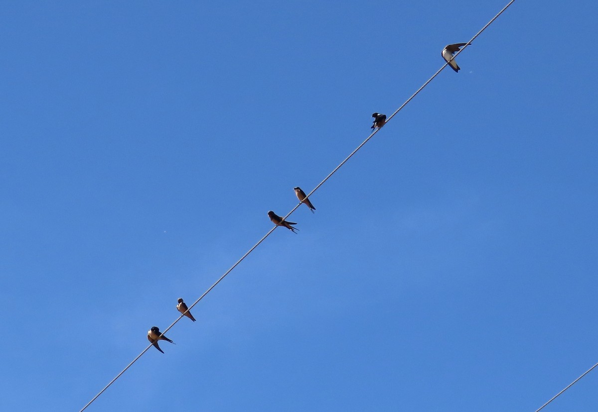 Barn Swallow - ML463110071