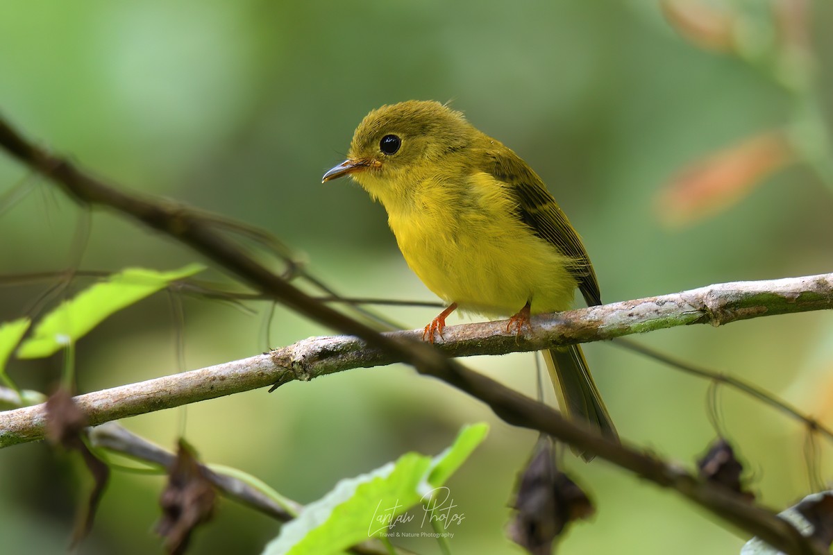 Citrine Canary-Flycatcher - Allan Barredo