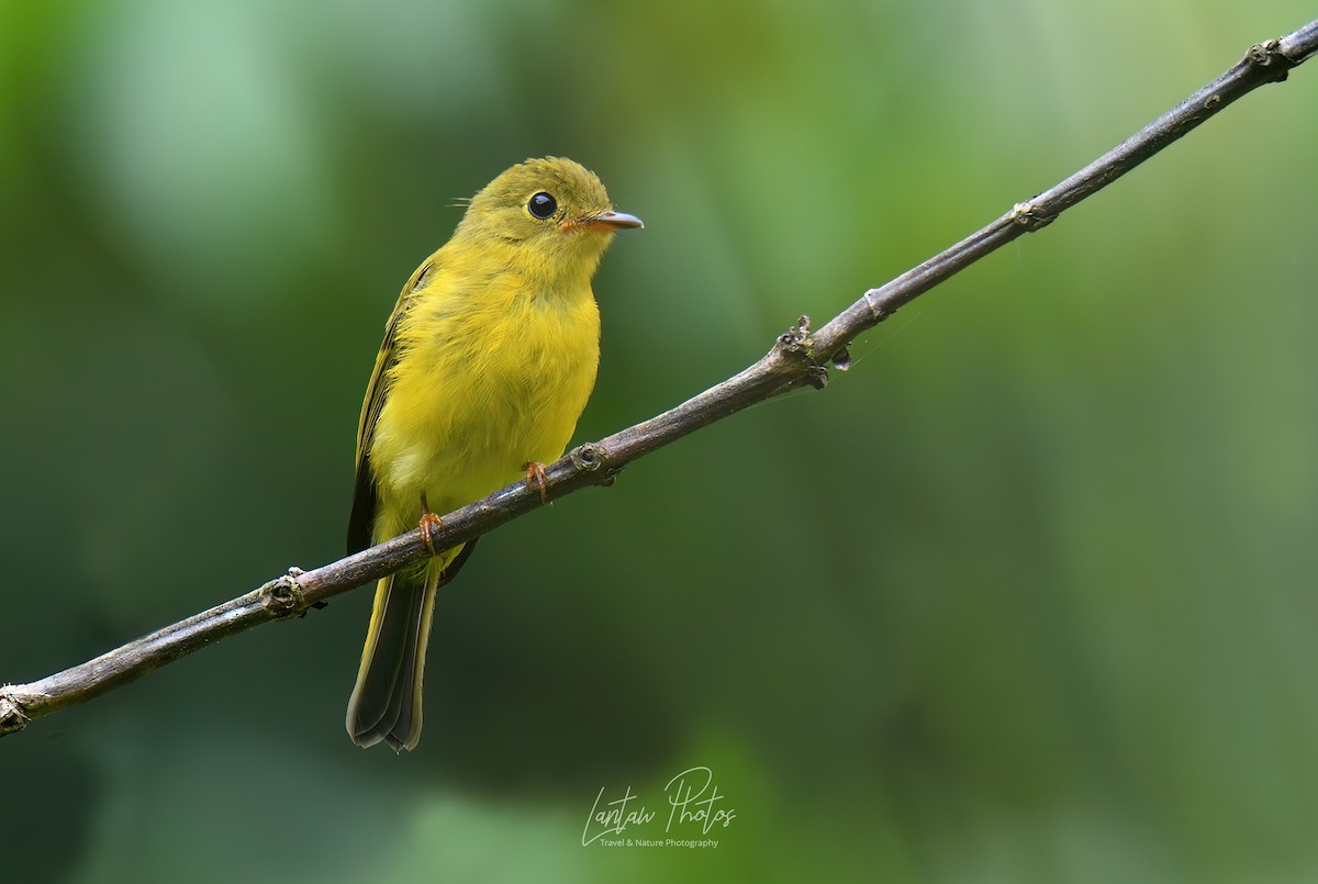 Citrine Canary-Flycatcher - Allan Barredo