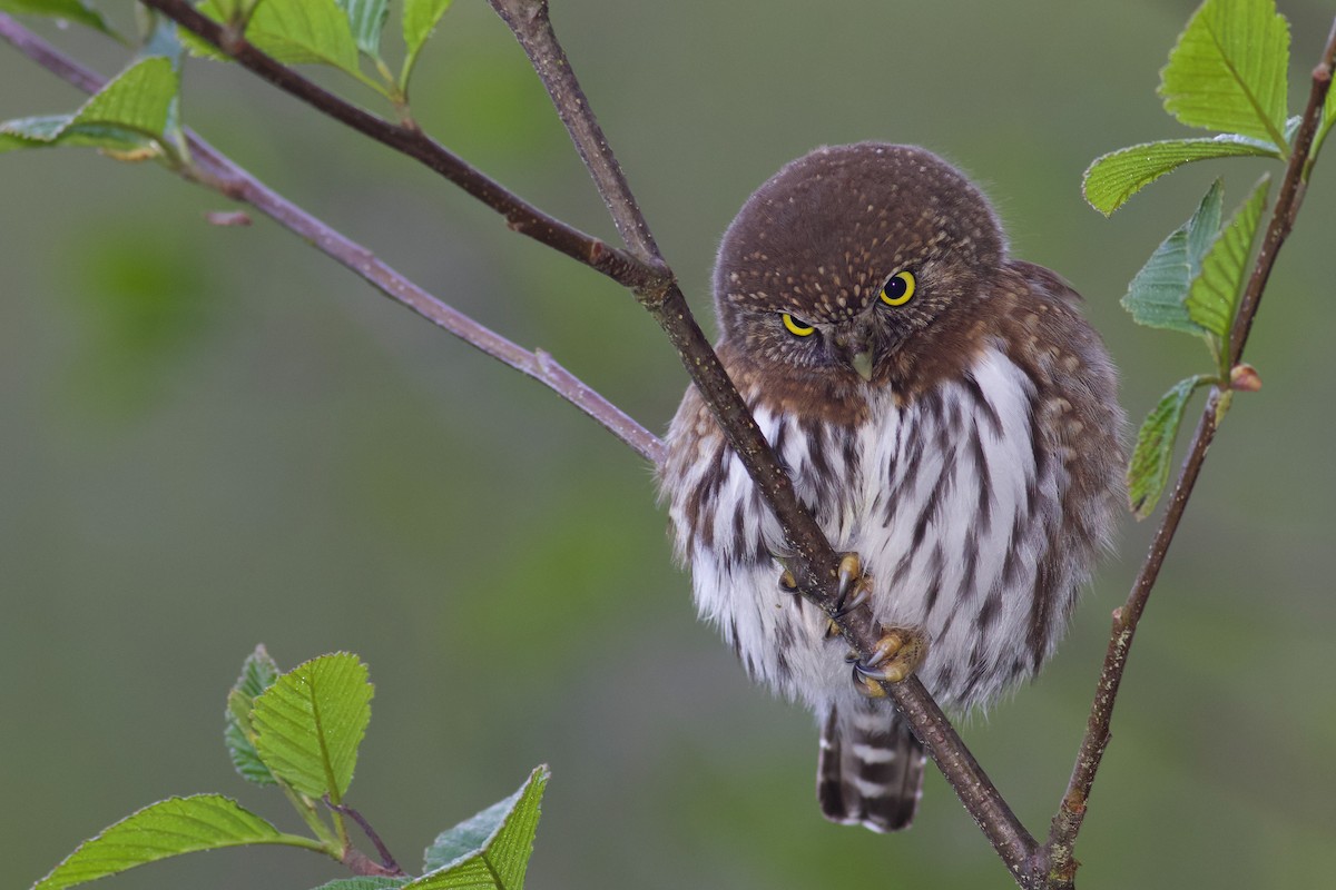Northern Pygmy-Owl (Pacific) - ML463110461