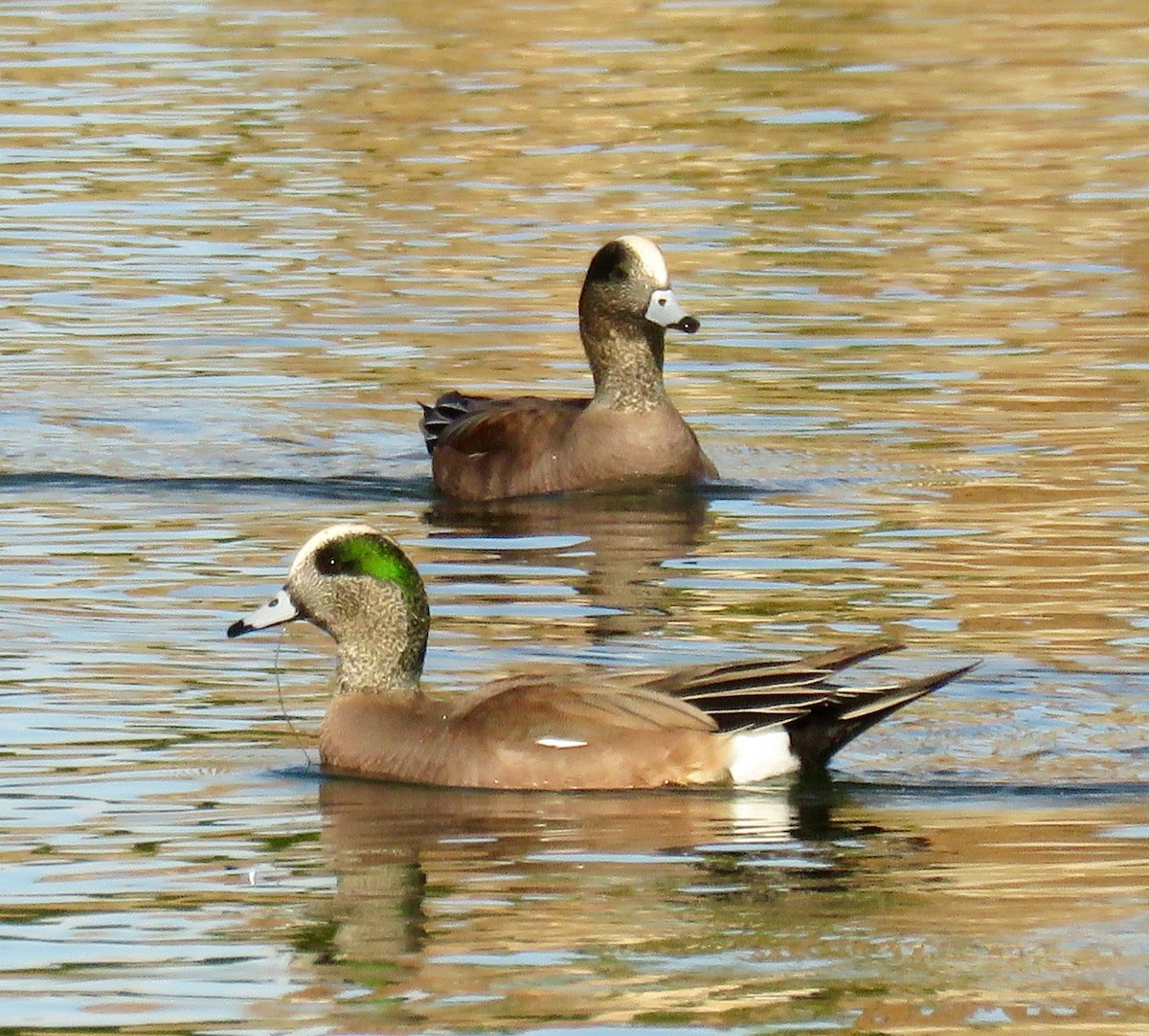 American Wigeon - Petra Clayton