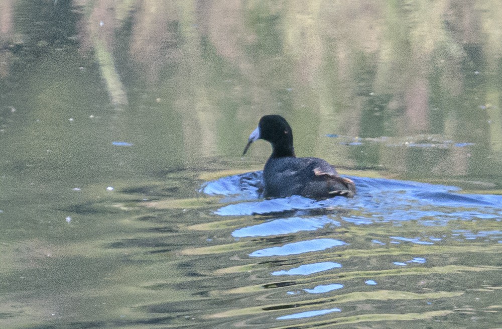 American Coot - ML463111491