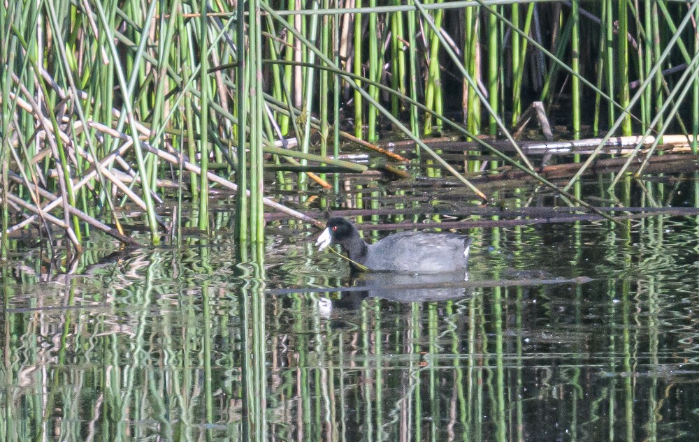 American Coot - ML463111501