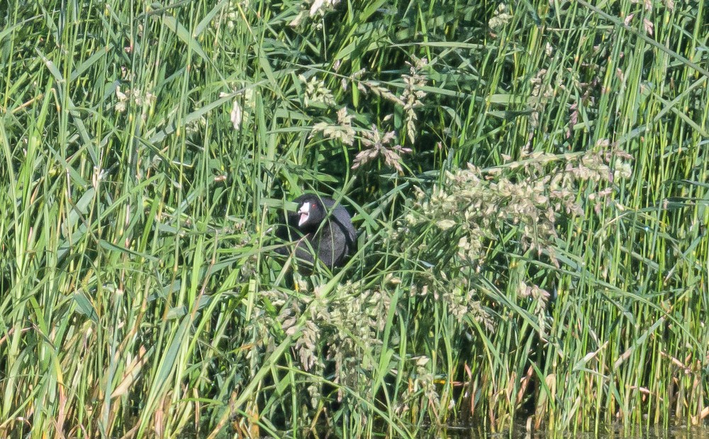 American Coot - ML463111511