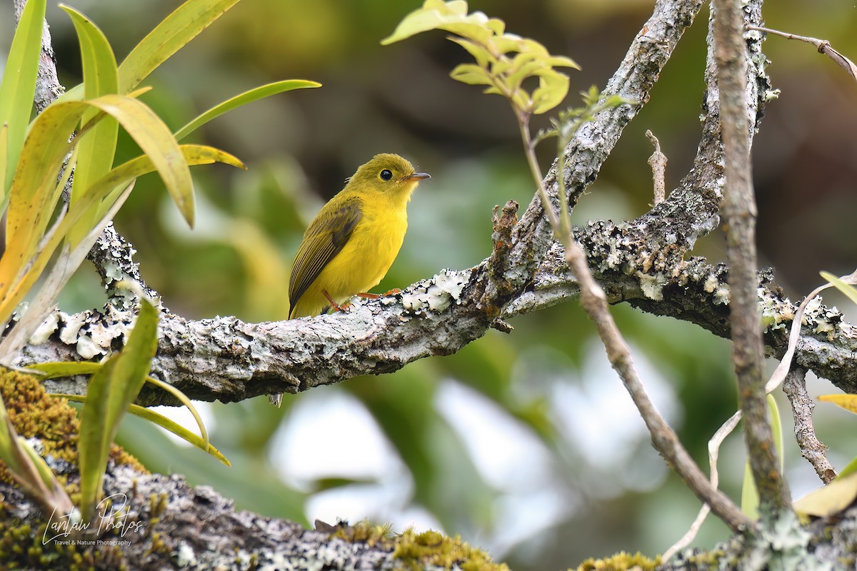 Citrine Canary-Flycatcher - ML463111731