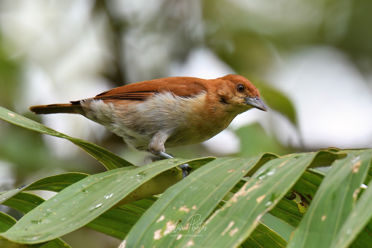 Cinnamon Ibon - ML463112301