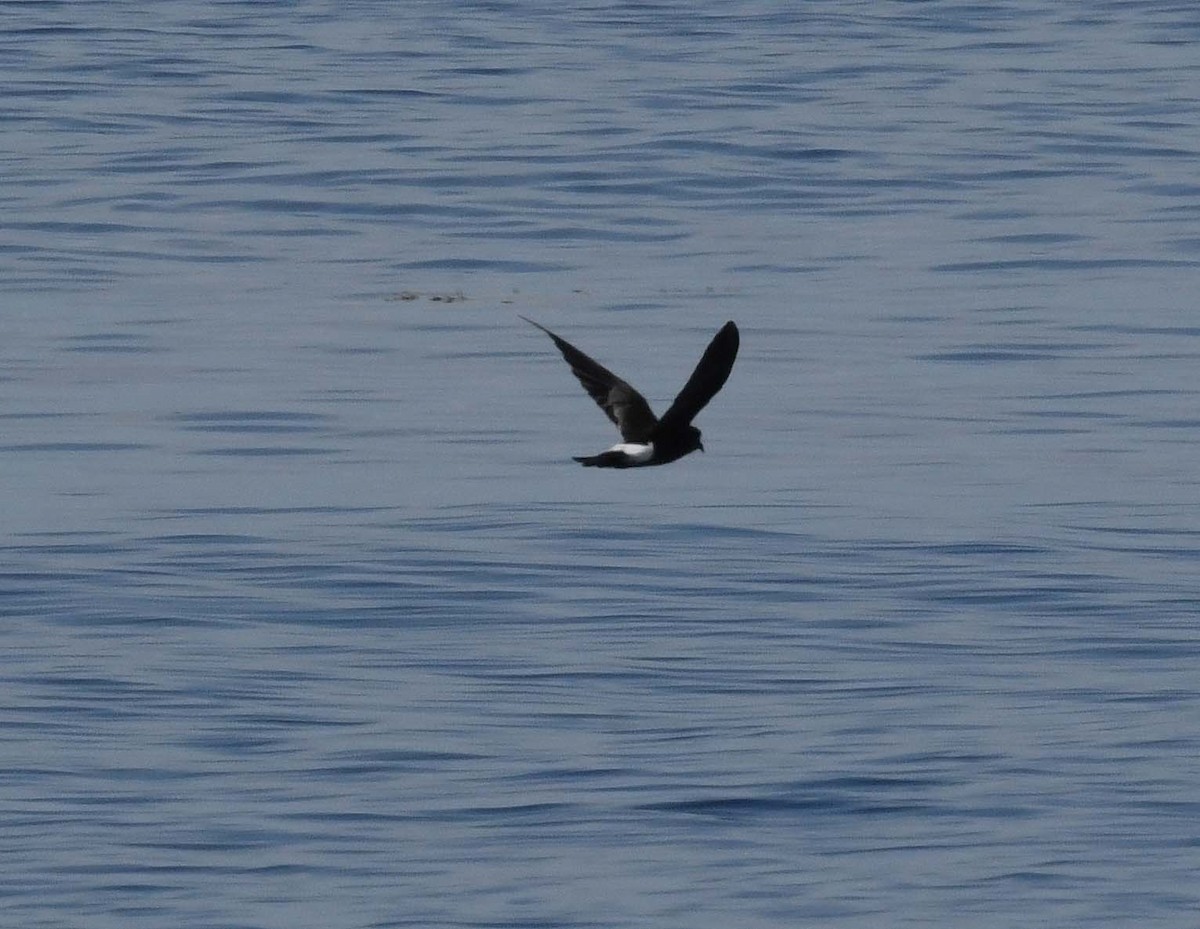 Band-rumped Storm-Petrel - ML463112371