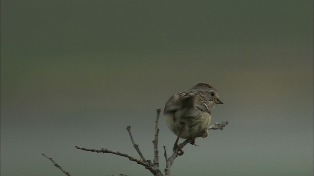 American Tree Sparrow - ML463113