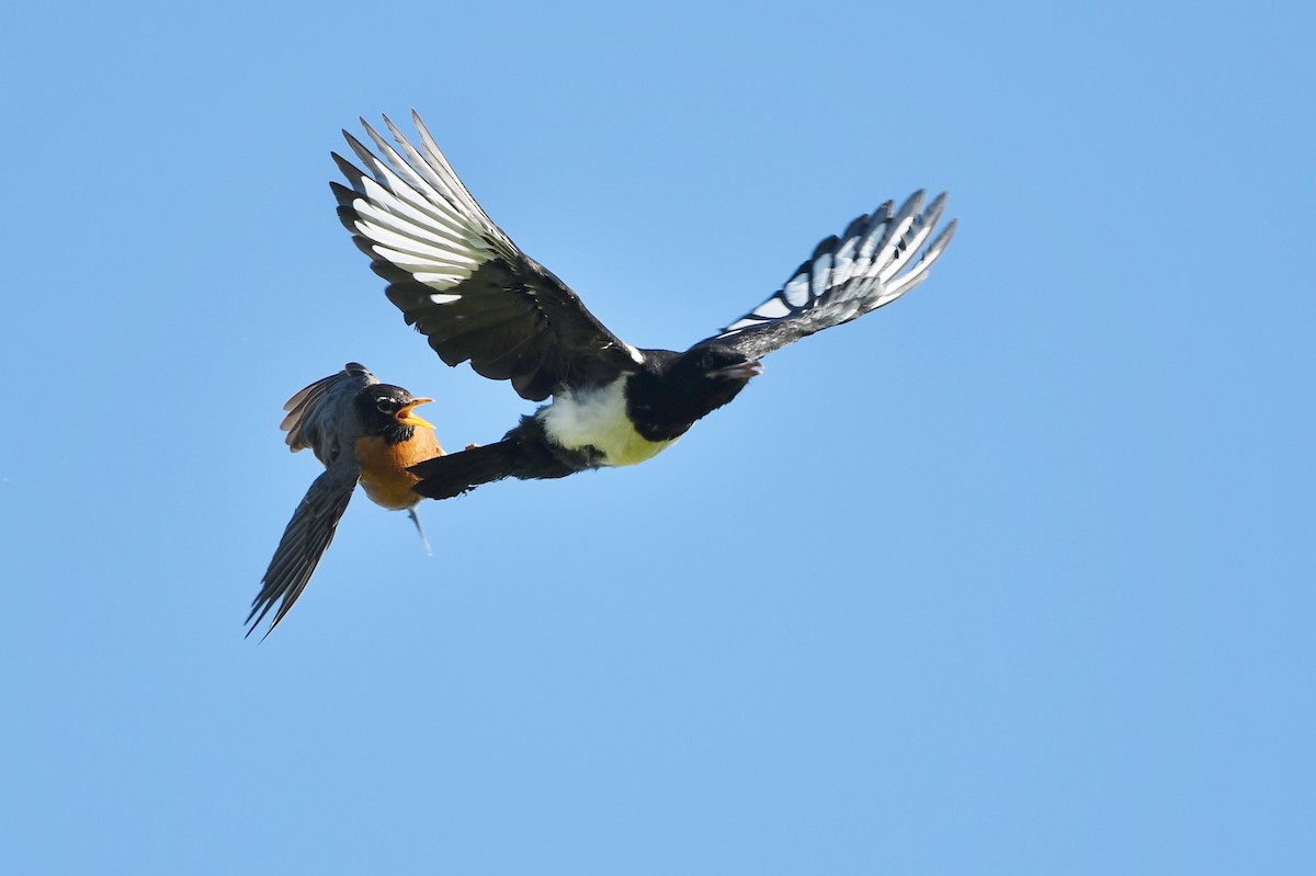 Black-billed Magpie - ML463113141