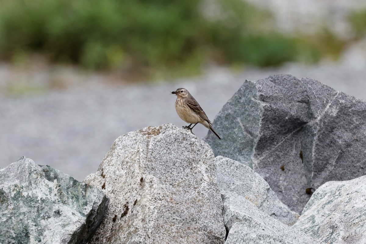 American Pipit - Eric Gustafson