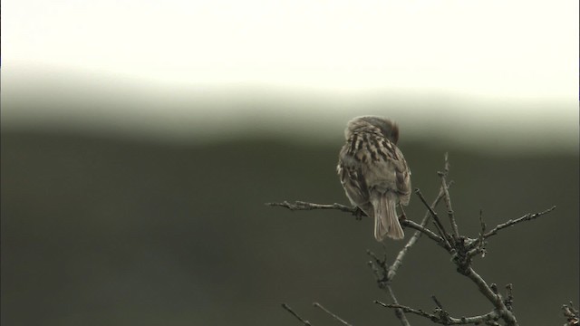 American Tree Sparrow - ML463114