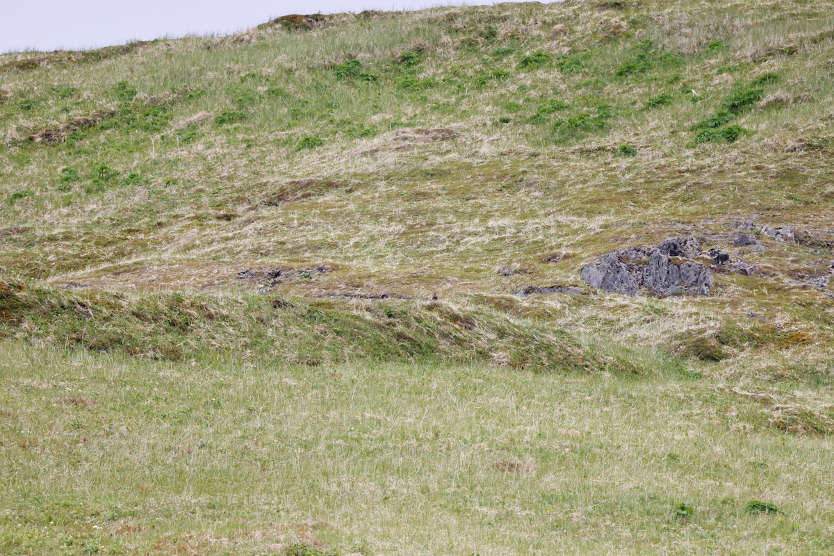 Rock Ptarmigan - Eric Gustafson