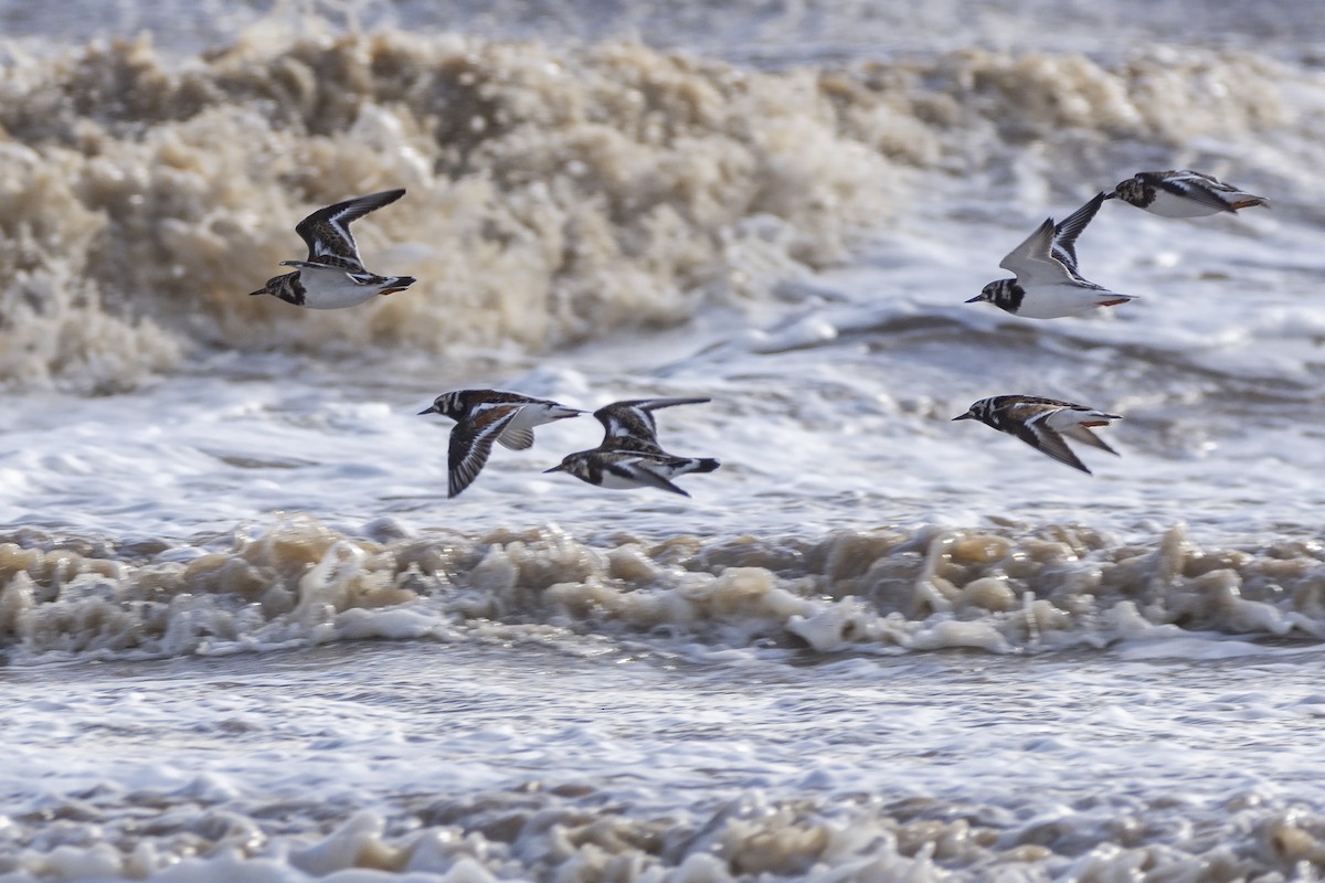 Ruddy Turnstone - ADRIAN GRILLI