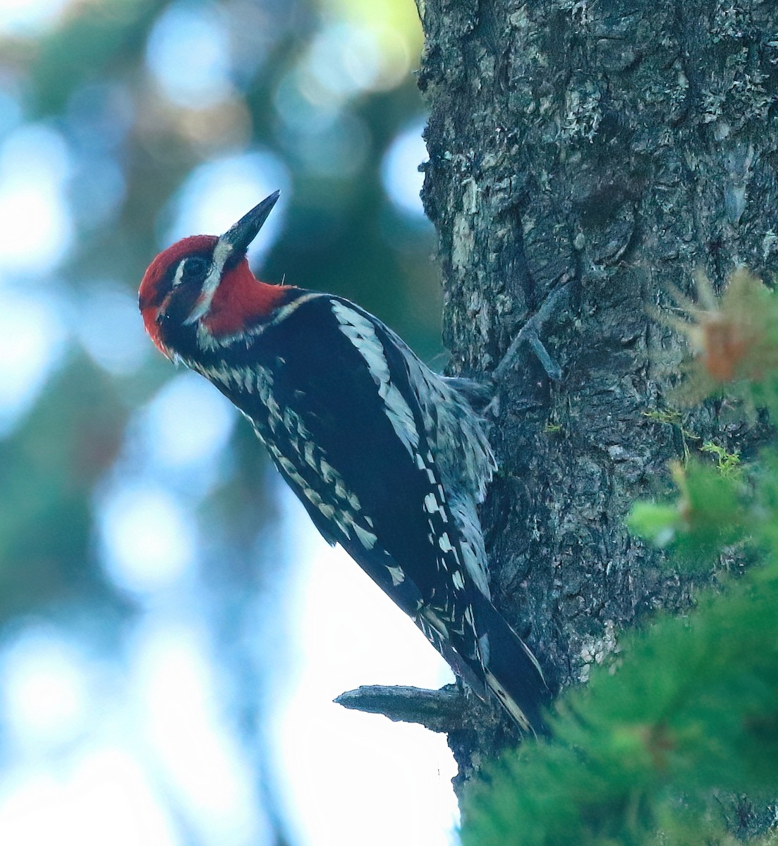 Red-naped Sapsucker - ML463114981