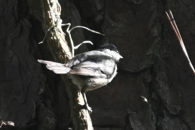 Carolina Chickadee - ML463115361