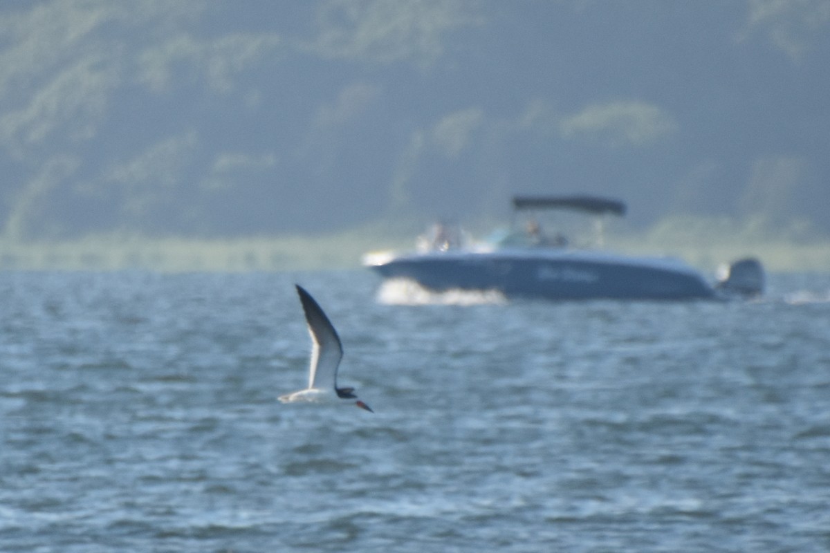 Black Skimmer - ML463115691