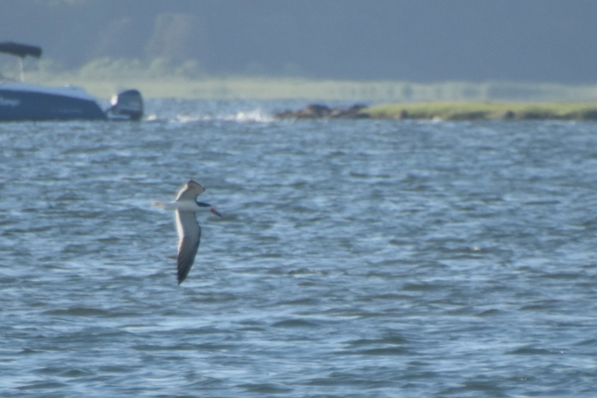 Водоріз американський - ML463115711