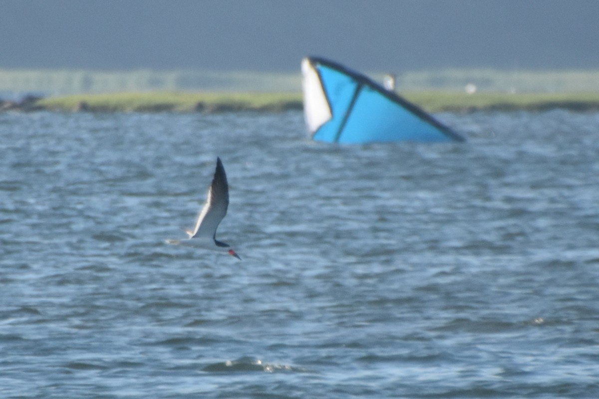 Black Skimmer - Valerie Burdette