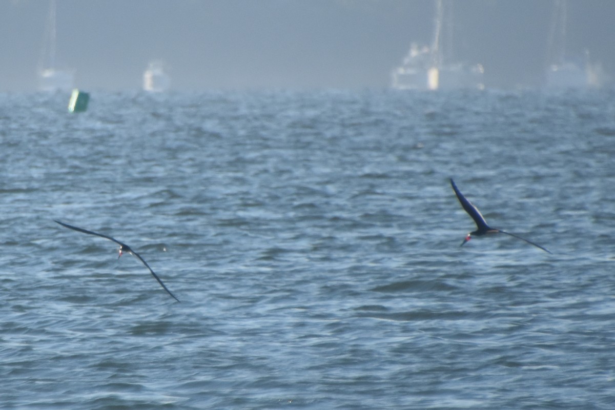 Black Skimmer - Valerie Burdette