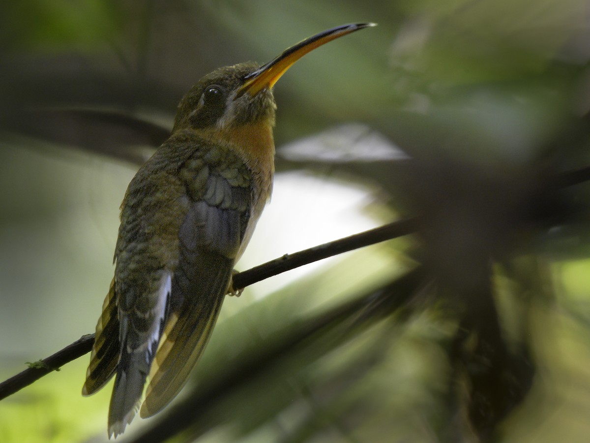 Полосатохвостый колибри-отшельник - ML463116521