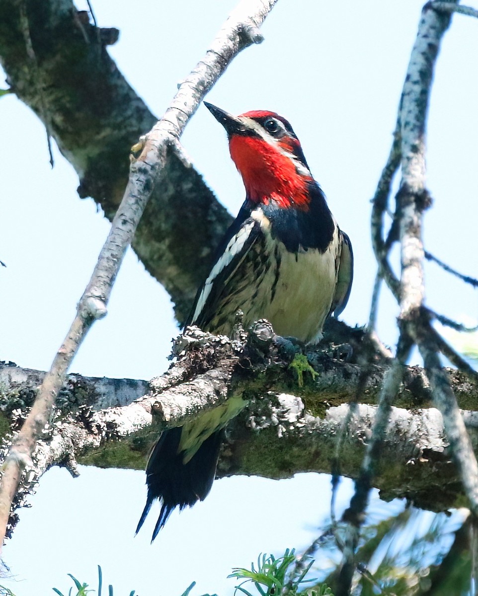 Red-naped Sapsucker - ML463116621