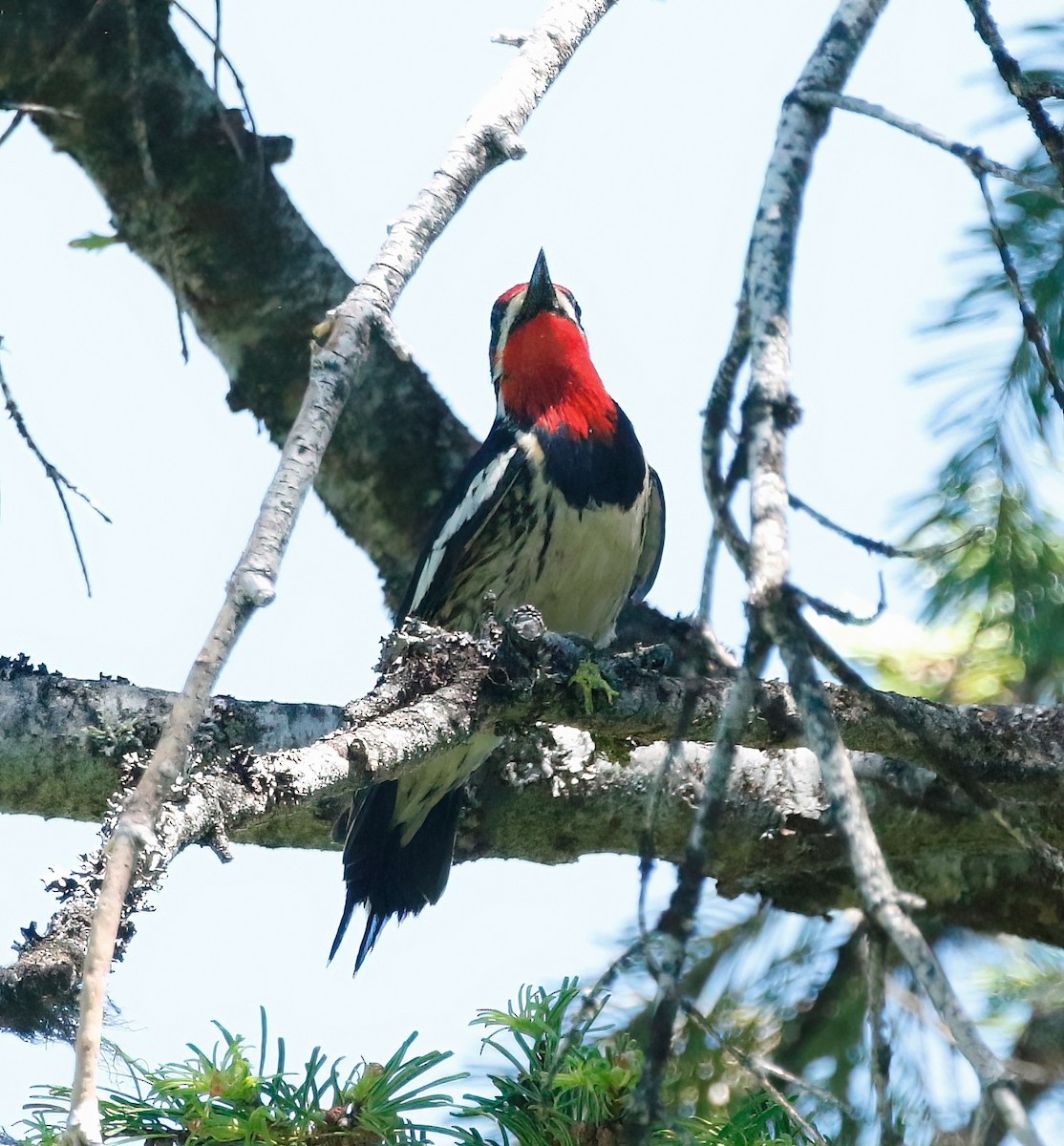 Red-naped Sapsucker - ML463116661