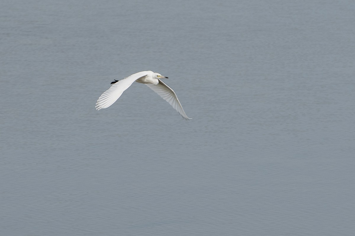 Little Blue Heron - ML463116741