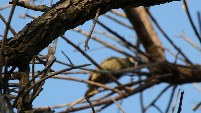 Checkered Woodpecker - ML463116811