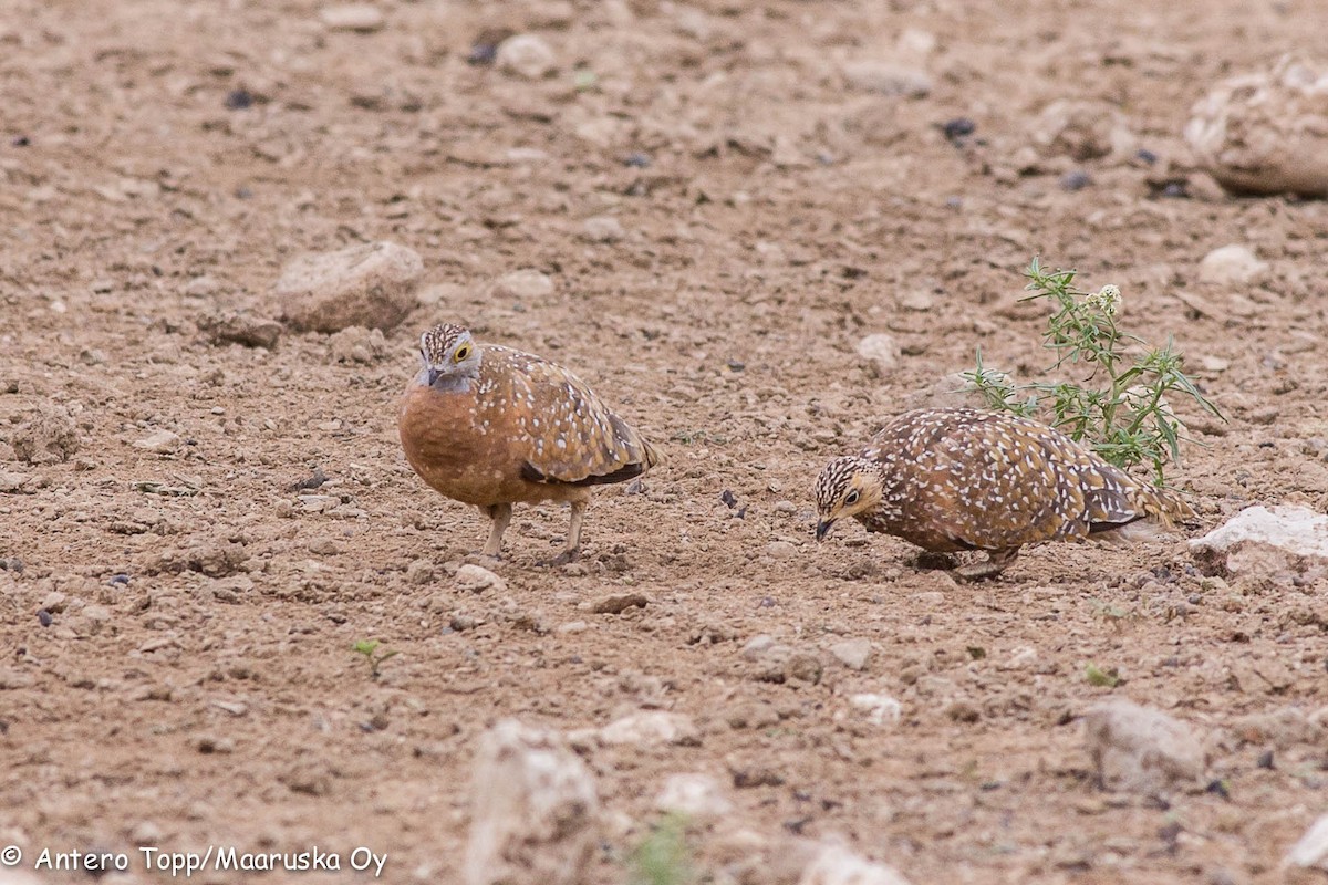 Burchell's Sandgrouse - ML46311761