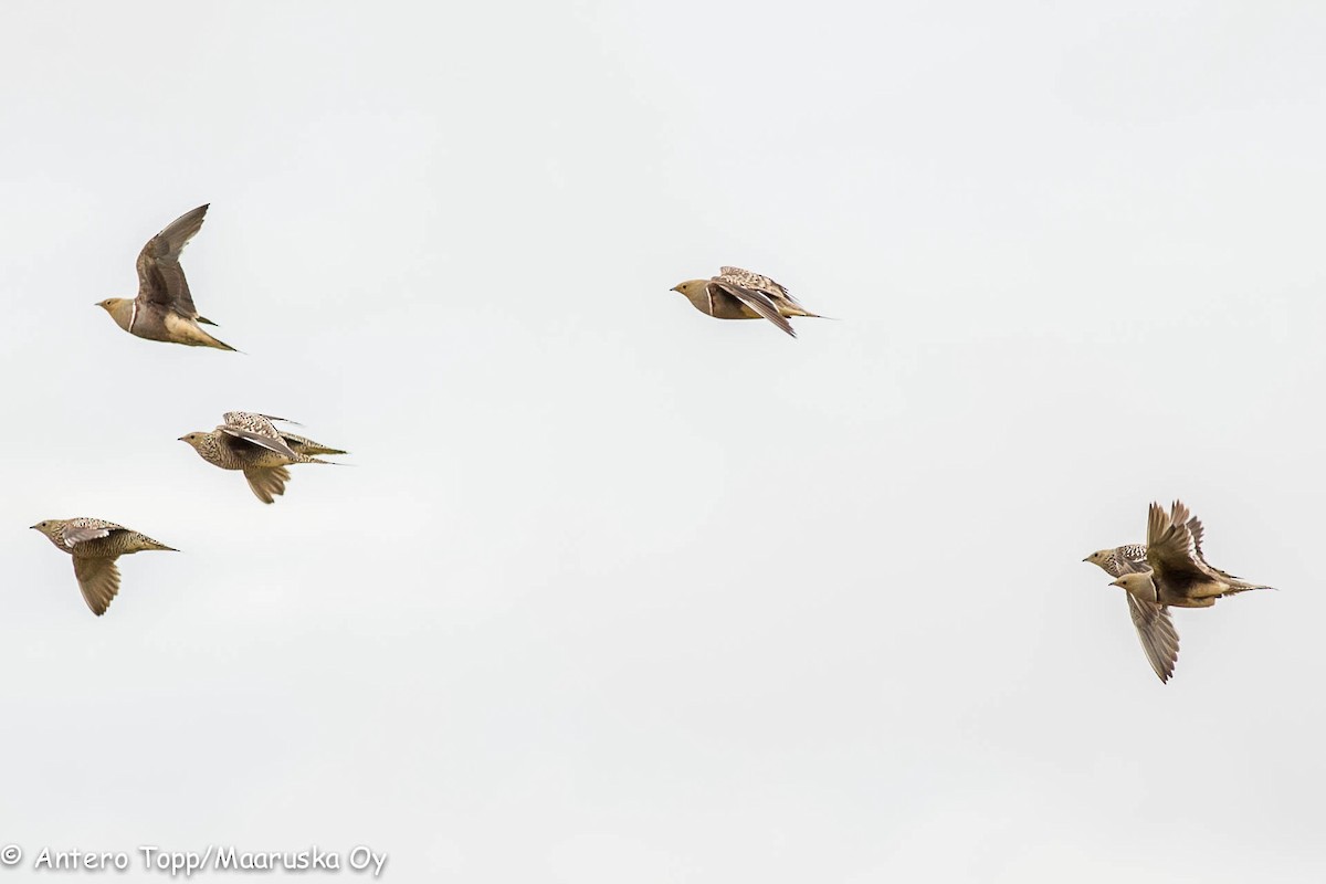 Namaqua Sandgrouse - ML46311771