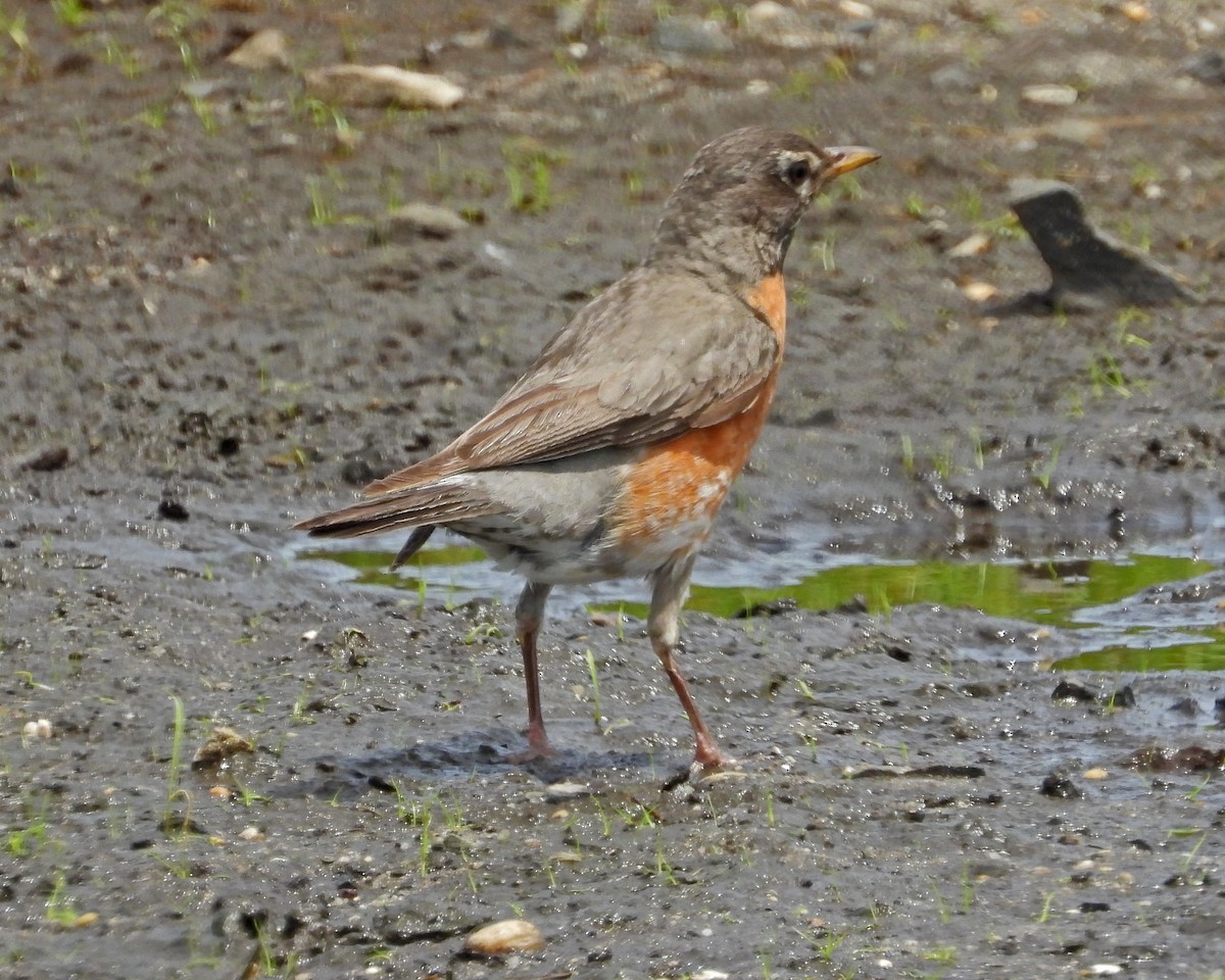 American Robin - ML463118351