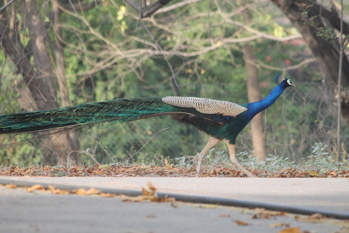 Indian Peafowl - ML463119111