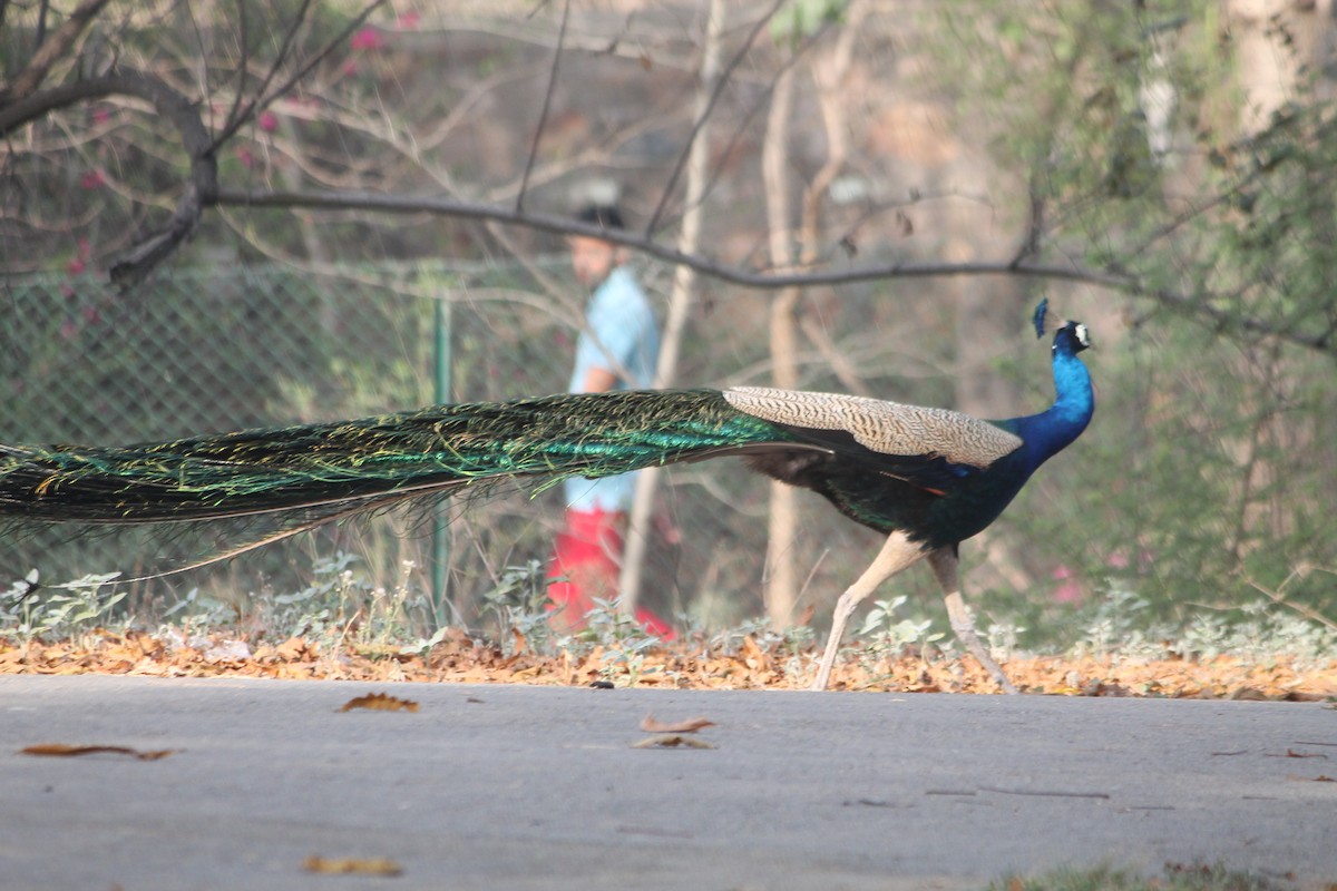 Indian Peafowl - ML463119121