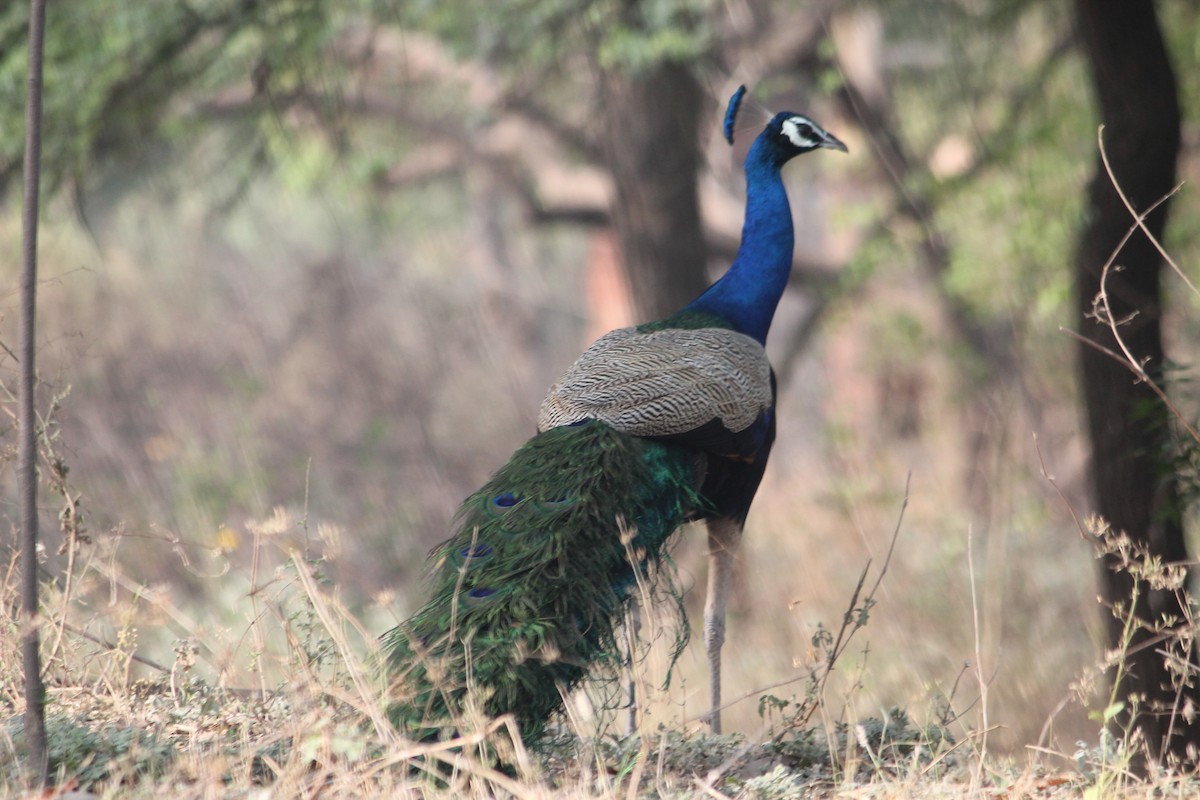 Indian Peafowl - ML463119181