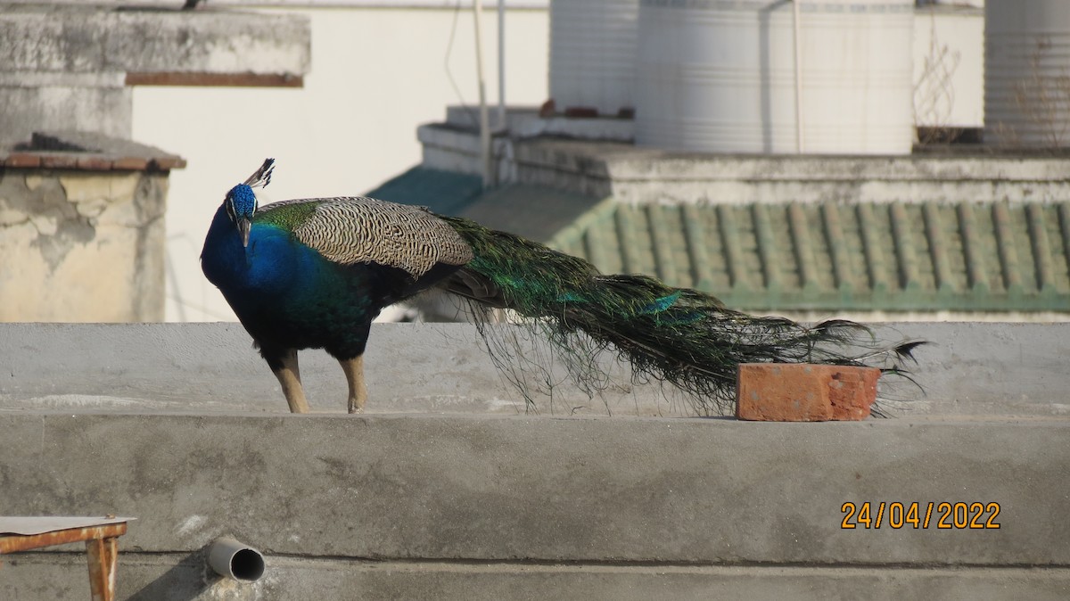 Indian Peafowl - ML463119191