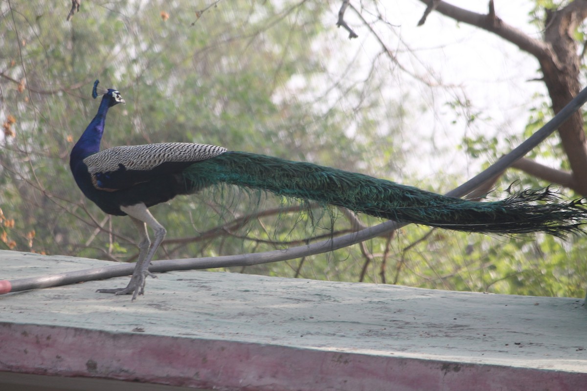 Indian Peafowl - ML463119201