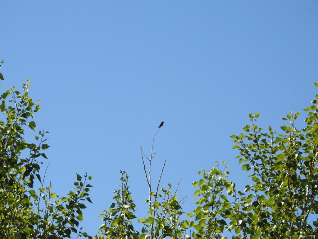 Black-chinned Hummingbird - ML463119291