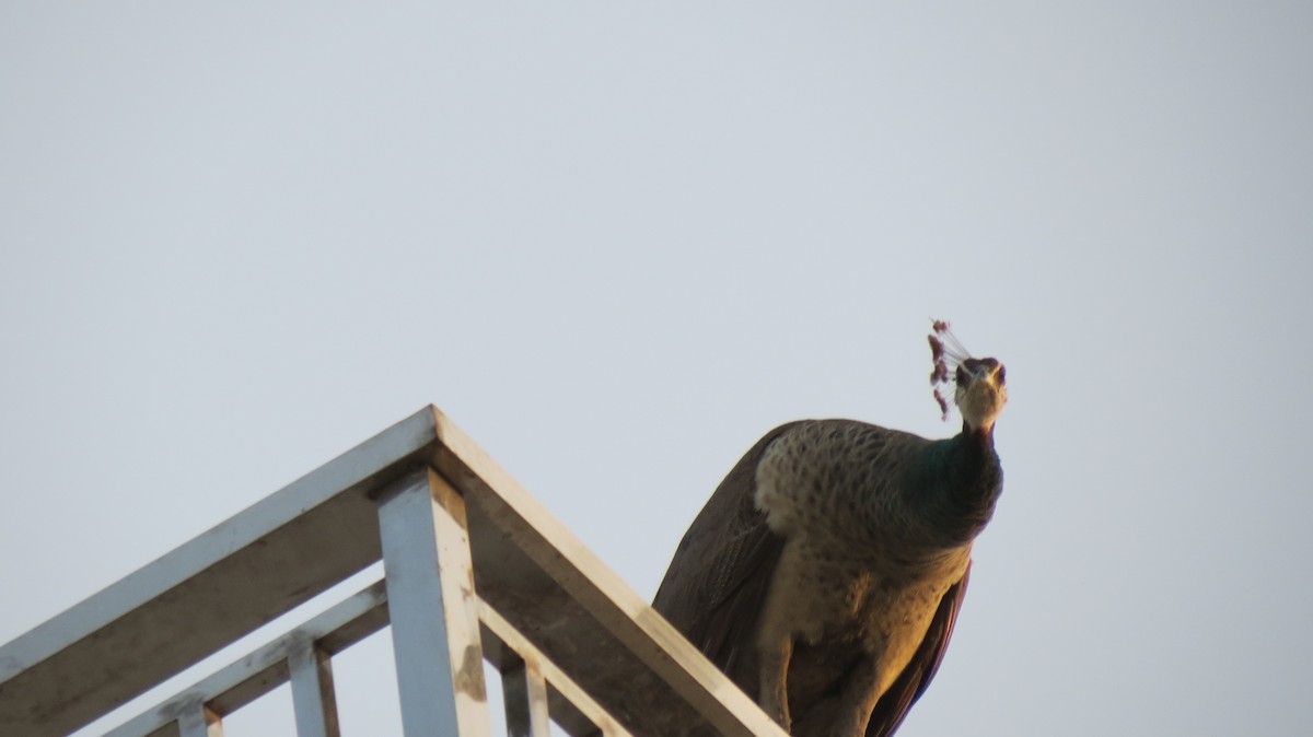 Indian Peafowl - ML463119311