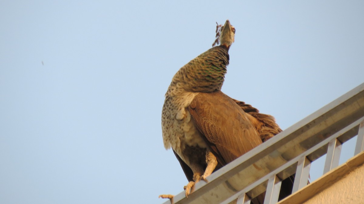 Indian Peafowl - ML463119521