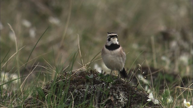 Horned Lark - ML463121