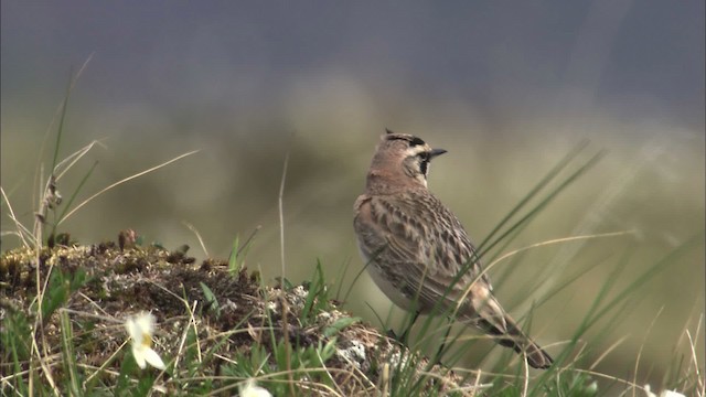 Horned Lark - ML463122