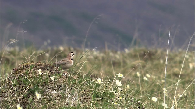 Horned Lark - ML463123