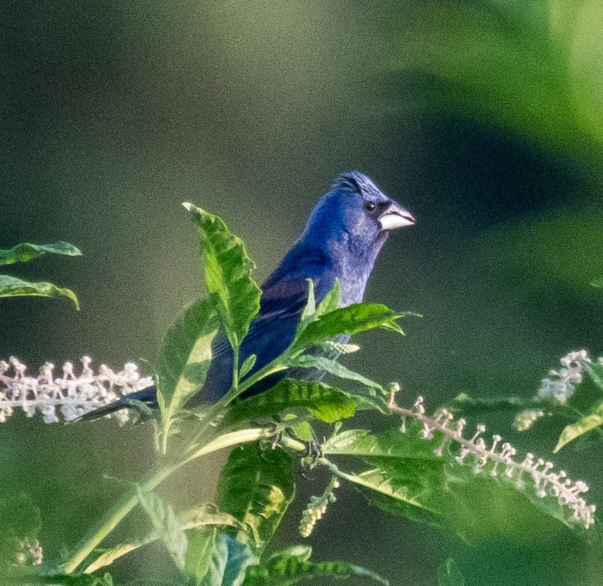 Blue Grosbeak - ML463123201
