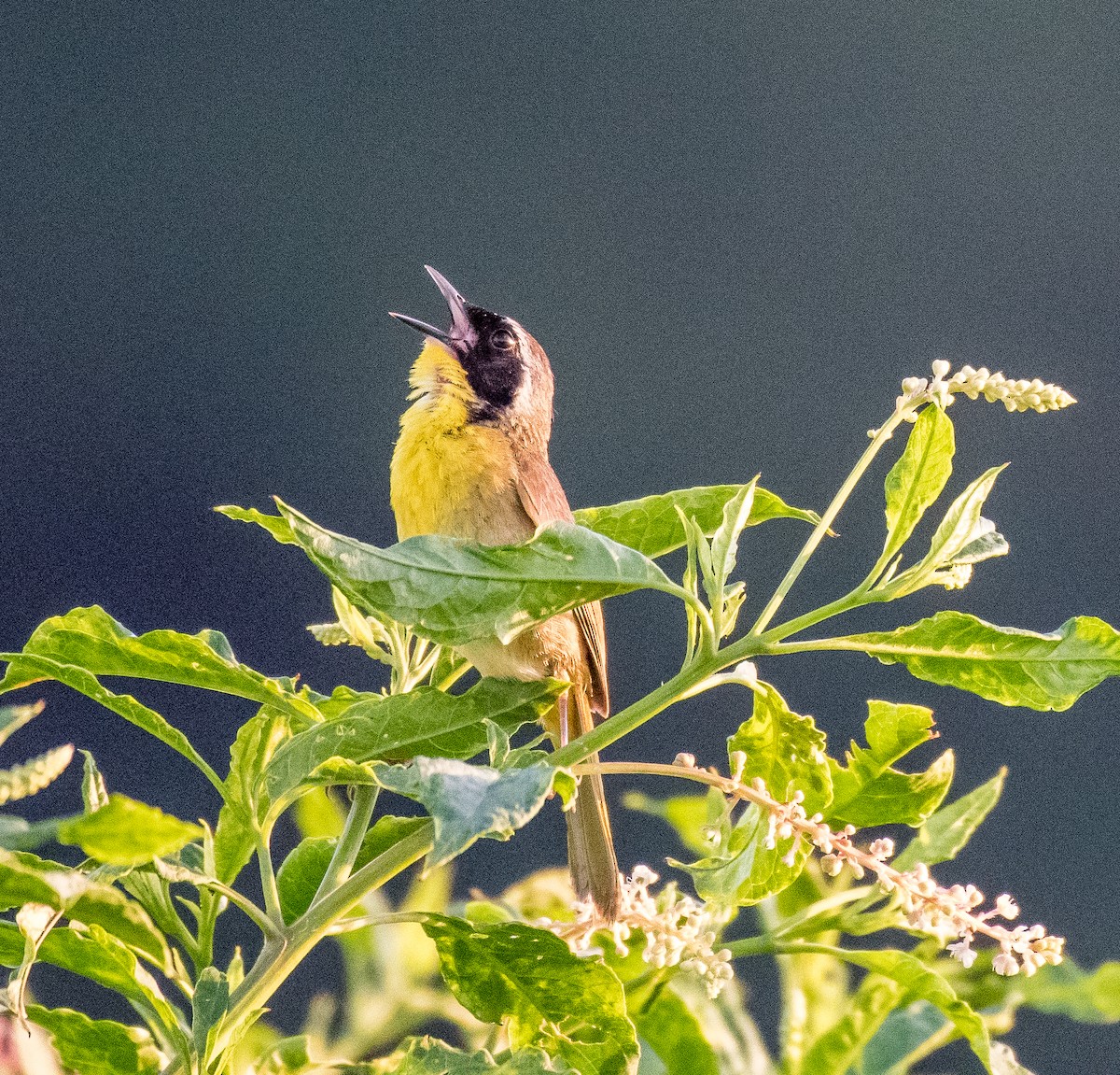 Common Yellowthroat - ML463123331