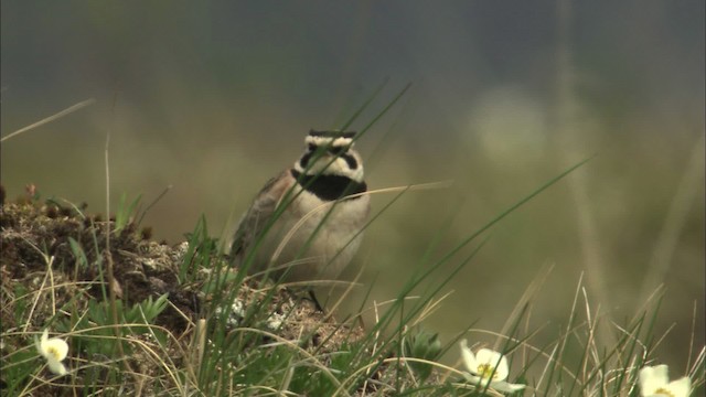 Horned Lark - ML463124