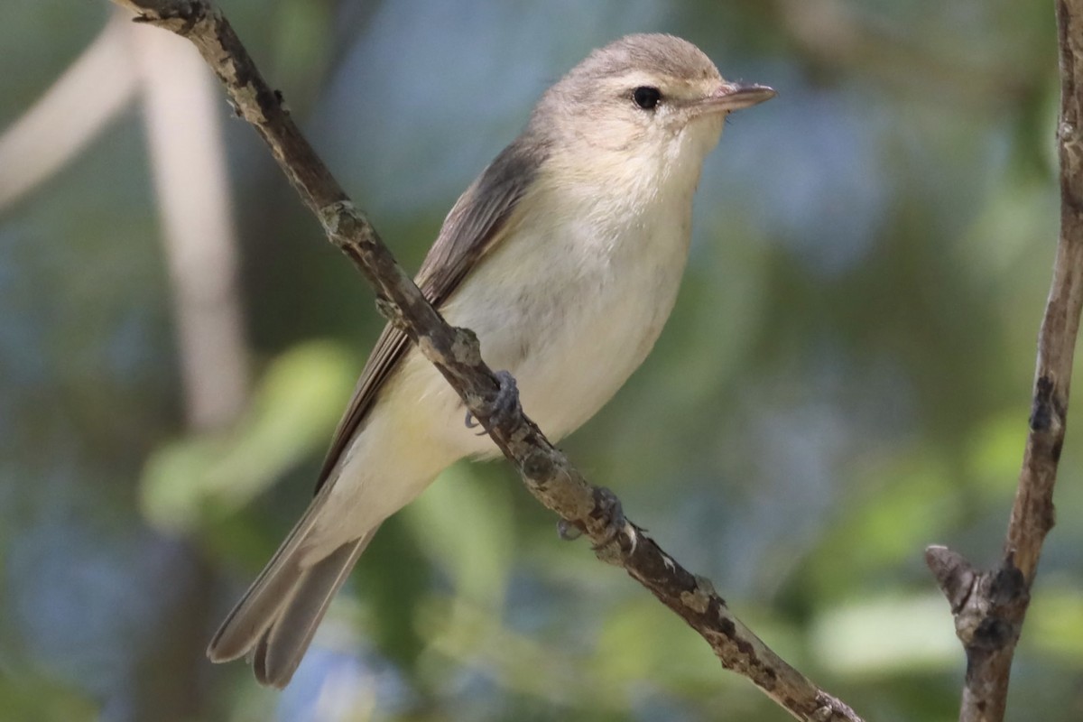 Warbling Vireo - ML463124031