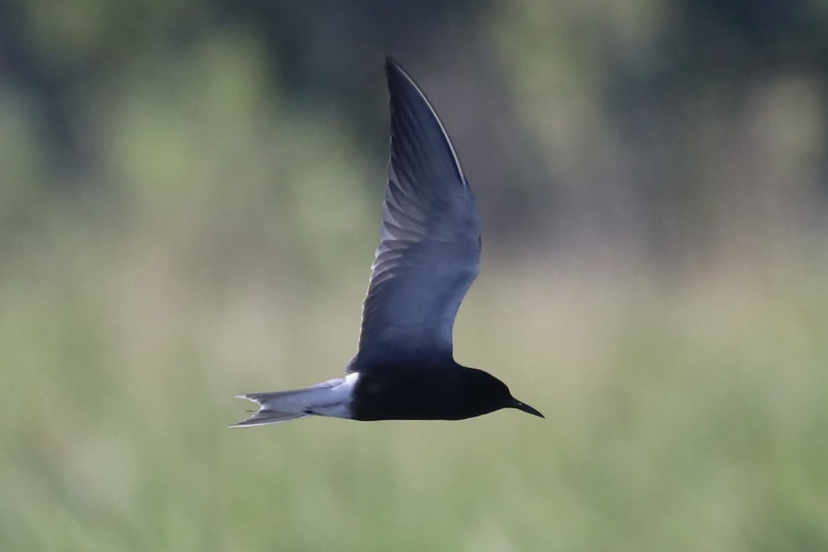 Black Tern - Ira Blau